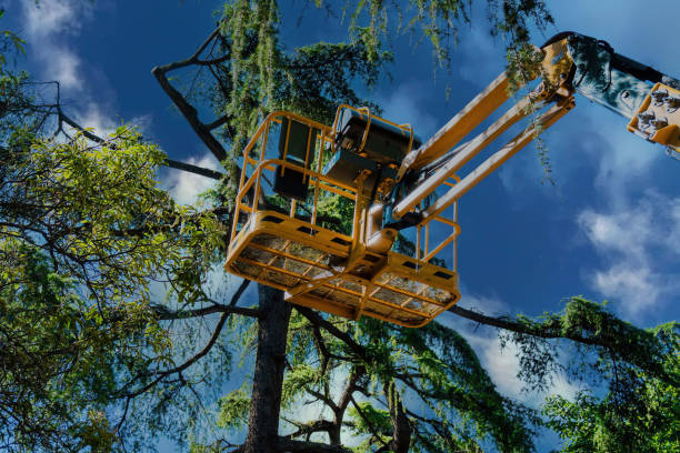 Professional Tree Services in Princeton, WV